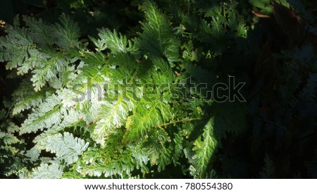fern leave tropical plant with the  natural light and shade shadow