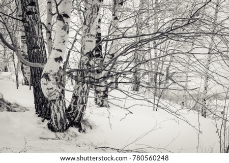 Collared trunks of birch trees in winter. Black and white picture.