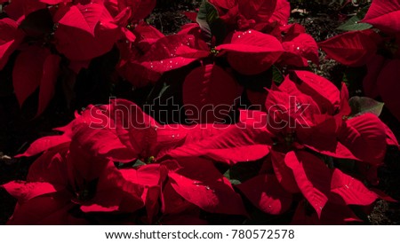 Stunning red velvet Poinsettia or Euphorbia pulcherrima, a popular Christmas floral display plant, growing outside, under bright light