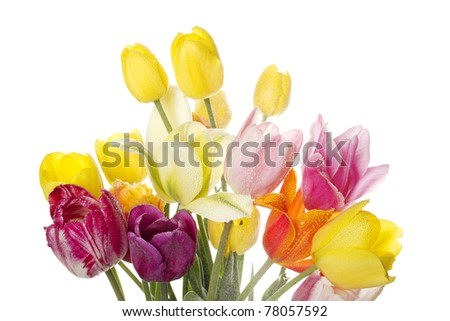 Many beautiful colored tulip with water drops in a bouquet. Isolated on white background