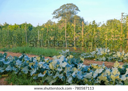 A front selective focus picture of organic chinese kale in agriculture farm
