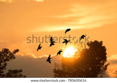  Red-breasted parakeet flying ,Silhouette image