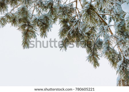 Winter snowy pine branches against the sky background