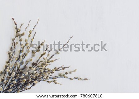 Branches of pussy willow on a light background empty space for your text, top view