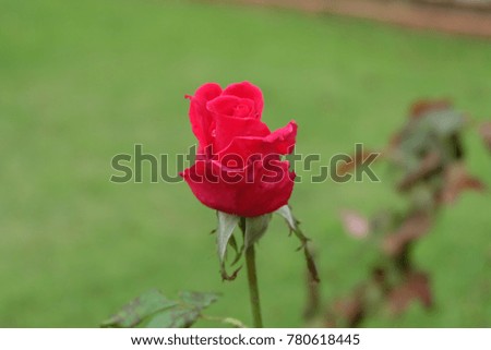 A beautiful rose in the garden.
