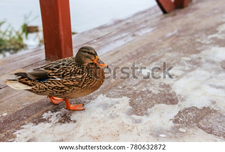 wild duck in the winter on the bridge
