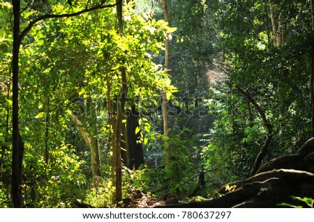 big trees in the tropical garden ,Texture of green leaves, leaf in tropical Forest. Garden and Green wall.