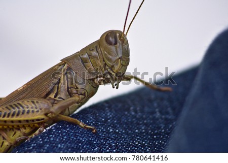 Close-up of grasshopper on jeans with white soft focus background