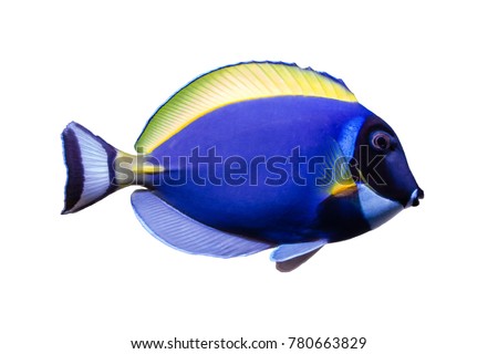 Marine fish on white isolated background with clipping path.
Powder Blue Tang (Acanthurus leucosternon)