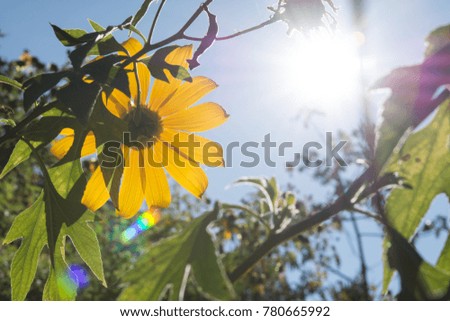Closeup Mexican tournesol flower, Mexican sunflower,Tree marigold (Sky Background)