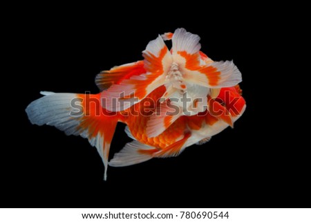
Goldfish  White Red Crested