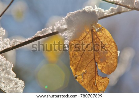 Autumn leaf covered in snow as the winter season begins in Saint Louis, Missouri, USA. 