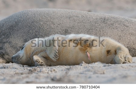 winter shooting of grey seals and harbor seals on the Dune island, Germany