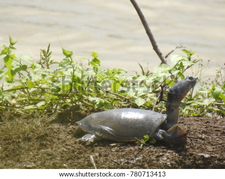 Water Tortoise at shore of a lake. Turtle beside water pond.