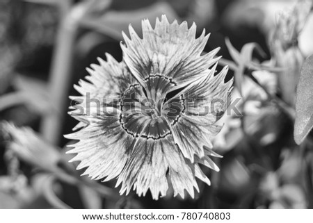 Single Sweet William Flower In Black And White