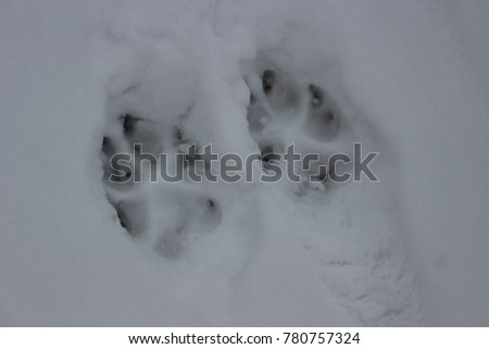 dog foot prints in the snow after a fresh snow fall 