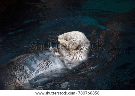 Otter animal swimming and eating fish in the water