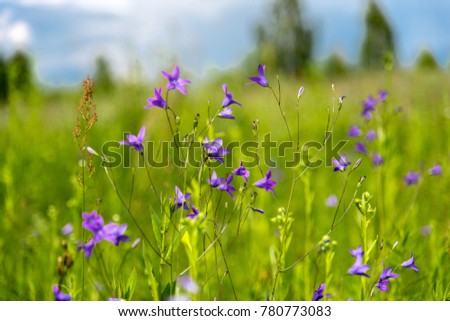Beautiful meadow flowers.