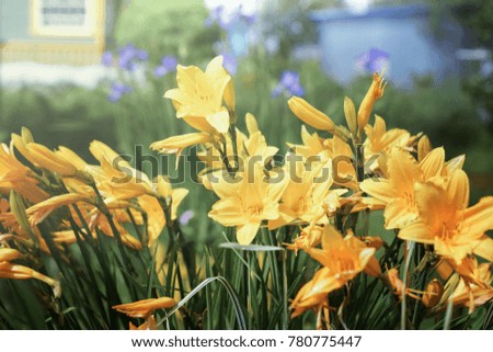 Yellow lilies in the garden