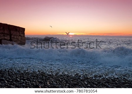 Seagulls on the coast, pierce wave, splash