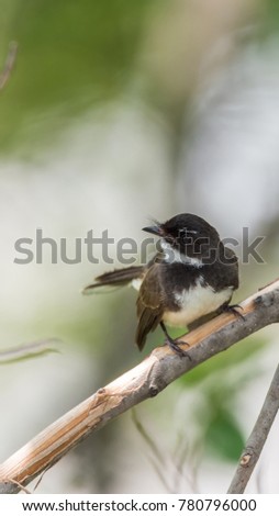 Bird (Malaysian Pied Fantail, Rhipidura javanica) black and white color perched on a tree in a nature wild