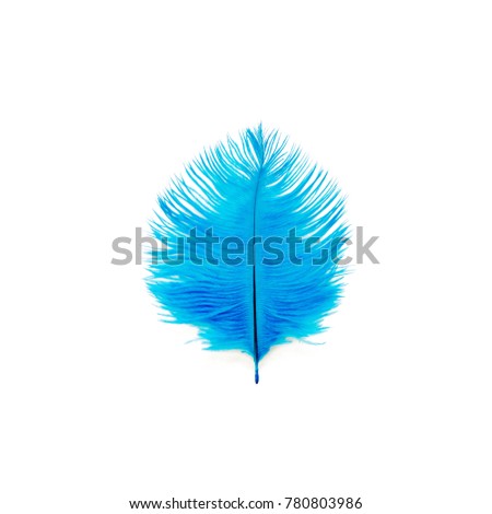 Bird feather of blue color. White background.
