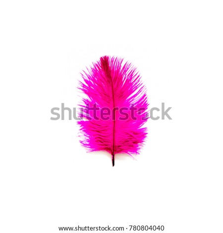 Bird feather of pink color. White background.
