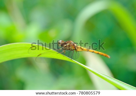 Dragonfly picture, macro image, close up