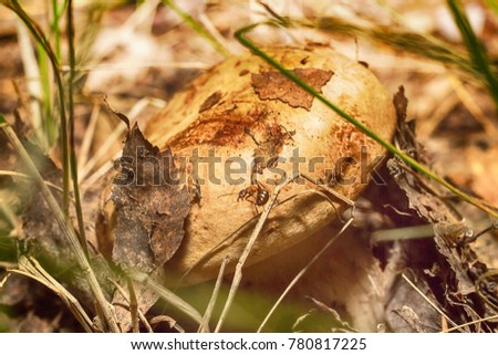 Macro photo of the mushroom cap in the grass and moss in the park close up