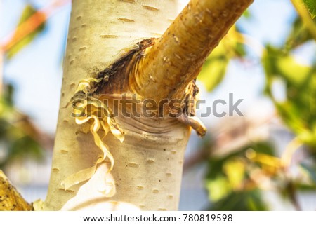 Macro photo of tree bark in veins and cracks in park close-up