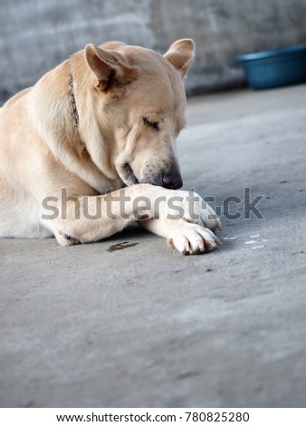 The portrait of a brown Thai-Labrador dog 