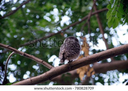 Owlet bud with bubble background