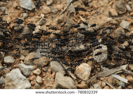 Ants in the forest in south of Thailand