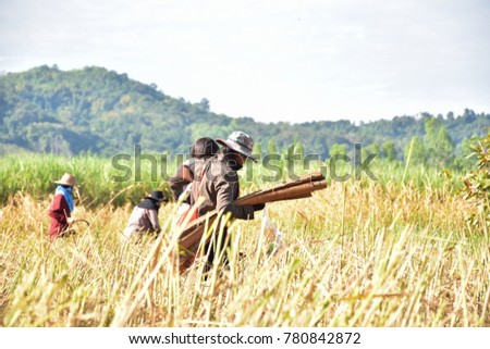 harvesting farmers in the paddy field