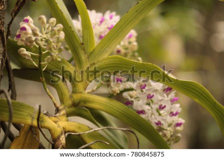 Thai Orchid  :Rhynchostylis gigantea orchid after rain,Thailand