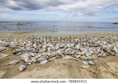 Hua Hin beach full of dead fish on the shore - Thailand Royalty-Free Stock Photo #780845911
