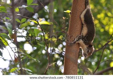 one little squirrel hold on tree branches 