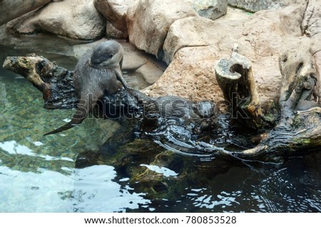 Two wet river otters are sitting on a snag near the water.