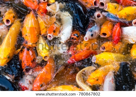 carp of all colors