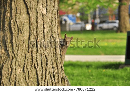 Squirrel playing hide-and-seek behind the tree in the park facing camera