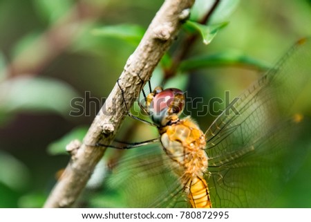 A close-up of a dragonfly on a branch