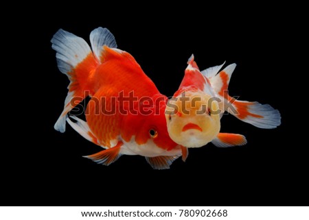 Goldfish White Gold red