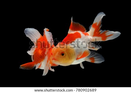 Goldfish White Gold red
