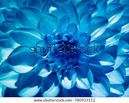Macro  flower  blue  dahlia.  Background from a flower. Closeup.  Nature.   