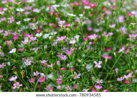 Small flowers and green leaves.
