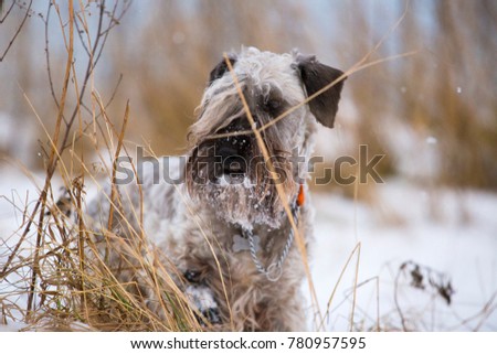 Dog in winter Royalty-Free Stock Photo #780957595