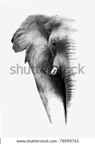African Elephant Isolated on White Royalty-Free Stock Photo #78098761