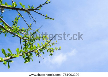 Tree branch in the blue sky background with sunlight.