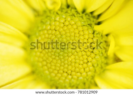 A macro shot of a sunflower bloom