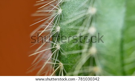 Green cactus with sharp needles and pink purple flower spins on red background. Macro shoot concept for the final screen saver video